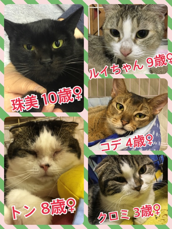 皆さまのご来店こそが保護活動になります💑